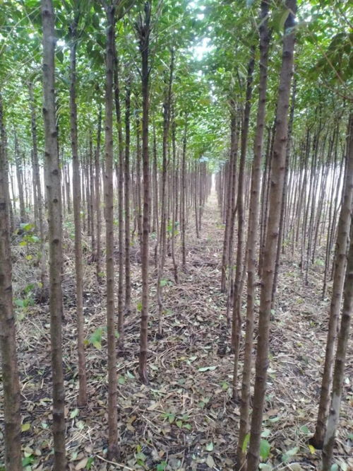 唐河縣大地園林綠化工程公司入駐苗木通——專注黃山欒與三角楓，打造城市綠色新名片